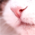 :iconbrisneko: