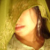:iconbristi: