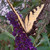 :iconbrithebutterfly: