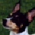 :iconbritsykitty: