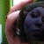 :iconbritt-w: