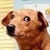 :iconbrivprac: