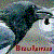 :iconbrohmn: