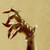 :iconbroken-king: