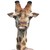 :iconbrokengraphichero20: