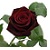:iconbrokenlotte: