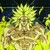 :iconbroly-bardock-gohan: