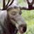 :iconbrooksymoose: