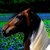 :iconbrowneyedhorselover: