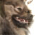 :iconbrownie-black-pig: