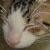 :iconbrowniebtvs:
