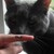 :iconbrownwebkinzdog: