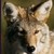 :iconbrowserprime: