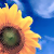 :iconbrphoarts: