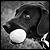 :iconbrphotos: