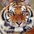 :iconbrshuya-wild7: