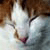 :iconbrucejanele: