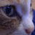 :iconbruisedpoppyseed: