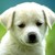 :iconbruno-cute: