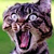 :iconbruno-fernandes: