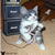 :iconbruno-m15: