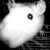 :iconbrutal-rabbit: