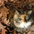 :iconbrutusq13: