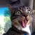 :iconbruxcat: