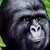 :iconbrynndlebrynosis: