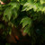 bubbleblender :iconbubbleblender: