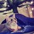 :iconbubblegumraccoon: