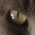:iconbubbleslarue: