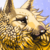 :iconbubblewolf: