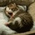 :iconbubblylion: