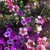:iconbubi-candies: