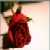 :iconBucki13: