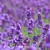 :iconbuckie-po: