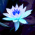 :iconbuddhanature101:
