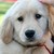 :iconbuddhathedog: