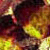 :iconbuddhetat: