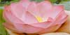 :iconbuddhism-in-da: