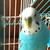 :iconbuddy2772:
