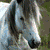:iconbuddyandbubba:
