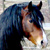 :iconbuddyfirend8: