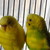 :iconbudgieluvr01: