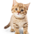 :iconbudidibrata: