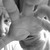 :iconbudo98226: