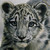 :iconbuffy83521: