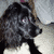 :iconbugalou: