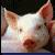 :iconbuggy12: